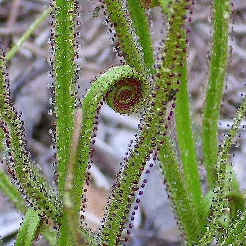 Luojuny Drosophyllum lusitanicum-Samen, 50 Stück/Beutel, trockene Erde, fantastisches Grün voller Vitalität, fleischfressende Pflanzensamen für den Außenbereich Samen