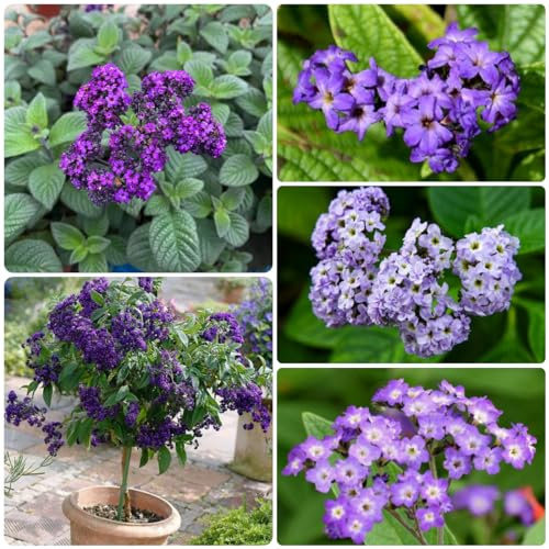 20 pcs vanilleblume samen schnittblumen, exotische pflanzen (Heliotropium arborescens) blumensaat, balkonpflanzen winterhart mehrjährig schnittblumen, exotische pflanzen garten pflanzen,