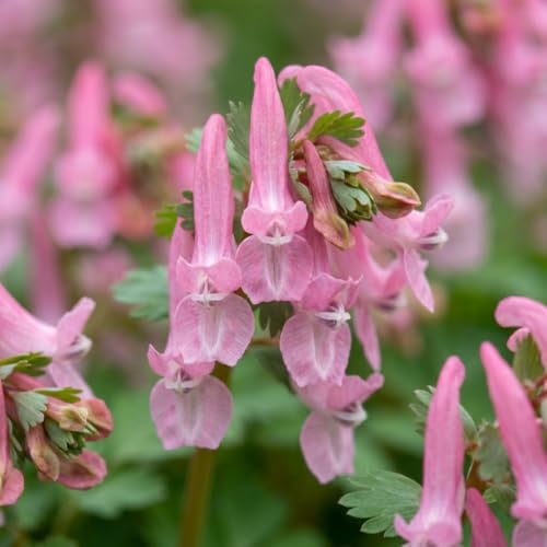 GreenboutiQ - Blumenzwiebeln - Corydalis Beth Evans - Bulbs Hardy Perennial - Farbe Weiß und Lila - 20 Stück - Zwiebelgröße 6/7 - XXL Pack