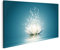 islandburner Wandbild Lotus Blume Bilder auf Leinwand Bilder Bild Poster