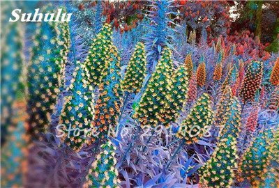 vegherb 1: Misch Echium Vulgare Blumensamen 50 PC Bonsai Distel Baum Pflanzgut Samen Stauden Blumen-Garten-Blumensamen 1