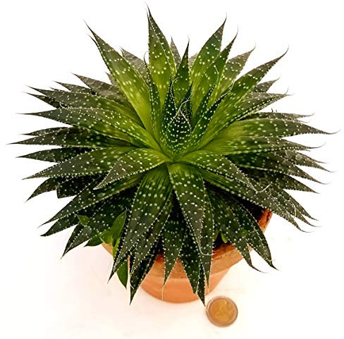 POWERS TO FLOWERS - ALOE ARISTATA IN VASO COCCIO NATURALE, pianta vera