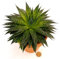 POWERS TO FLOWERS - ALOE ARISTATA IN VASO COCCIO NATURALE, pianta vera