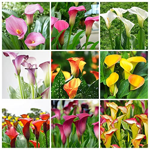 Winterharte Calla Zwiebeln Garten Blumen Balkonpflanzen Calla Lily Blumenzwiebeln MehrjäHrig Winterhart Balkon Blumen Gartendeko FüR DraußEn Exotische Pflanzen 5 Blumenzwiebel Calla Mehrfarbig
