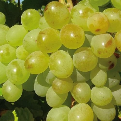 Helle Weinrebe A1704 2L - Garten Pflanzen mit schönen Blüten - Die perfekte Dekoration für Ihr Grundstück - Für Anfänger und professionelle Gärtner - Obst Kletterpflanzen für jede Wand im Garten