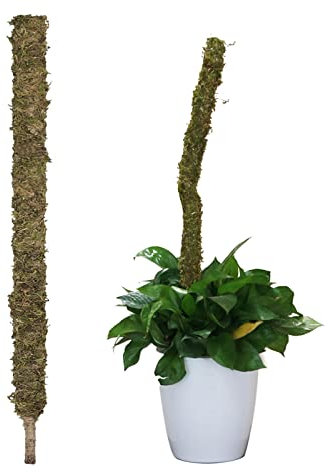 WIVAYE Biegbare Moosstange, 120 cm, Sphagnum, schmaler Waldmoosstab, echter Moosstab für Monstera-Pflanzen, Totem-Stange, Pflanzenstützen für Indoor- und Outdoor-Kletterpflanzen, Grün-1Stück(e)