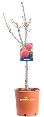Pianta da Frutto Nana Albero Nano da frutto pianta nana da coltivare in vaso su terrazzo o balcone età 3 anni ottima fruttificazione pianta vera venduta da eGarden.store (Pesco)