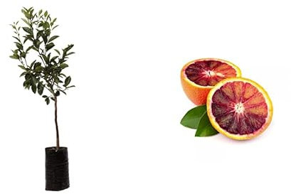 Pianta di Arancio Tarocco Rosso Sanguinello 160 cm vaso 18 2 anni Vivaio Annese
