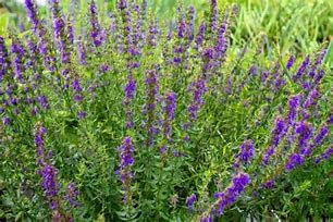 Blue Hyssop 3 x Plug Plants Perennial Culinary Household HERB Flower
