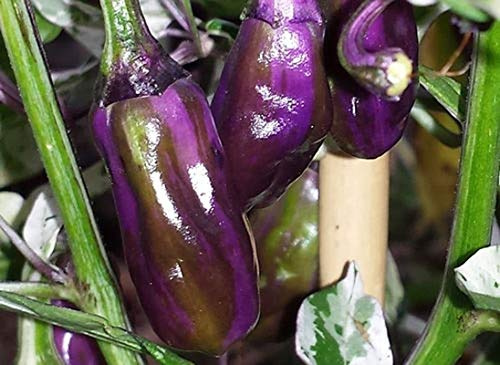 Germinazione I Semi: 50 - Semi: Viola Tiger Hot Pepper Seeds - Fogliame è Spesso Tri-Color, Verde! Bellissimo!