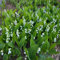 300 piezas semillas de lirio de los valles, Plantas de balcón, semillas de variedades antiguas., Convallaria majalis, regalos de jardín, jardín de flores Plantar semillas en el interior,