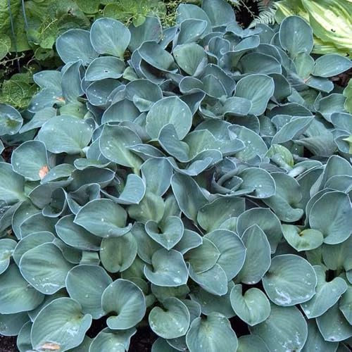 funkien pflanze winterhart samen, heilkräuter samen, garten geschenk, blumensamen balkon funkien hosta samen, samen kräuter, steingartenpflanzen winterhart gartenblumen küchenkräuter 250pcs