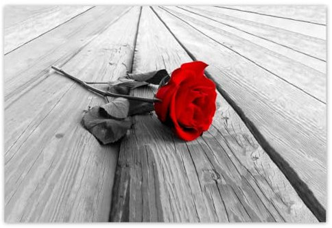 Vlies Tapete 104x70cm Rote Rose auf der Brücke No.H2447M_TV5BL