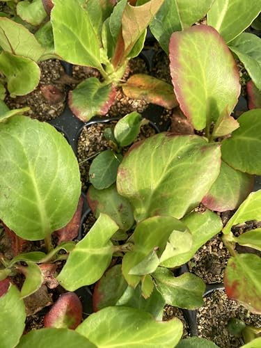 5 x Bergenia (2cm Young Plant) Bergenia cordifolia (Free UK Postage)