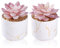 ZENIDA Piante artificiali in vaso in ceramica, 2 pezzi di piante grasse artificiali, piante d'appartamento, decorazione per camera da letto, soggiorno, camera da letto, vaso bianco, bianco