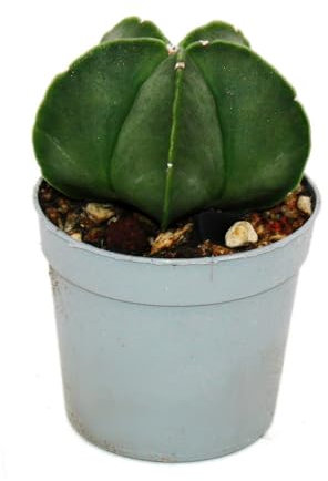Astrophytum myriostigma NUDUM - Die nackte Bischofsmütze - im 6,5cm Topf - Rarität unter den Kakteen