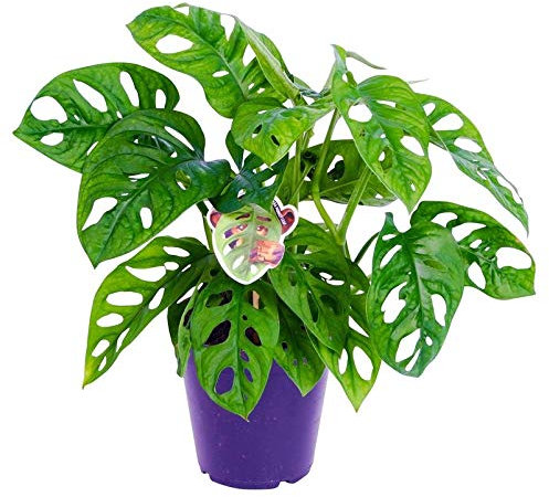 Pflanzen Kölle Ventana de Monstera obliqua 'Leichtlinii', altura total incl. maceta aprox. 30 cm