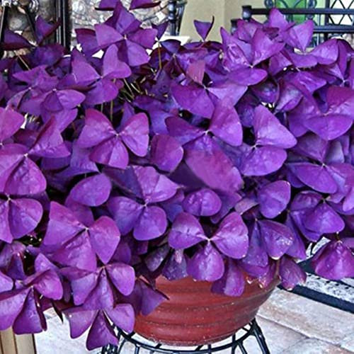 Haloppe 10 Stück Kleeblatt-Triangularis-Zwiebeln, Blumen, Pflanzen, Samen für die Hausgartenbepflanzung, Kleeblatt-Triangularis-Zwiebeln, einfach zu pflanzende Blattblumensamen Lila Oxalis-Zwiebeln