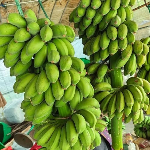 300 pcs bananenbaum winterhart samen extrem winterharte kübelpflanzen biosaatgut bananen samen - Musa Basjoo - bonsai samen garten hochbeet obst samen exotische pflanzen kübelpflanzen