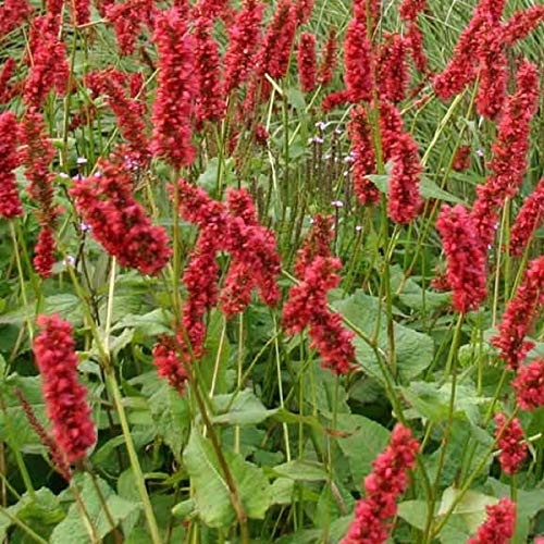6 x Kerzenknöterich 'Inverleith' - Persicaria Amplexicaulis 'Inverleith' Topf 9x9cm: Kompakte Pflanze mit rosafarbenen Blüten für sonnige bis halbschattige Bereiche.