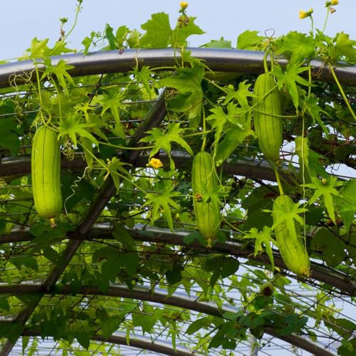 80 pcs Luffa pflanze kaufen samen - ausgefallene geschenke wanddeko pflanzen,Luffa cylindrica, zimmerpflanze winterfeste pflanzen für kübel bonsai topf seeds büropflanzen gemüsesaat