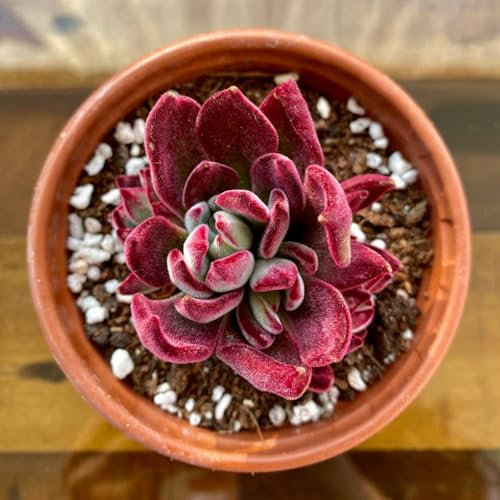 Echeveria 'Devotion' - Compact, Hardy Succulent with Velvety Foliage, Ideal for Indoor and Outdoor Gardens x1 by Thompson & Morgan x2 by Thompson & Morgan