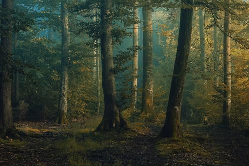 Hexoa Tableau sous-Bois en Octobre - Made in France - Tableau Verre Acrylique 90x60