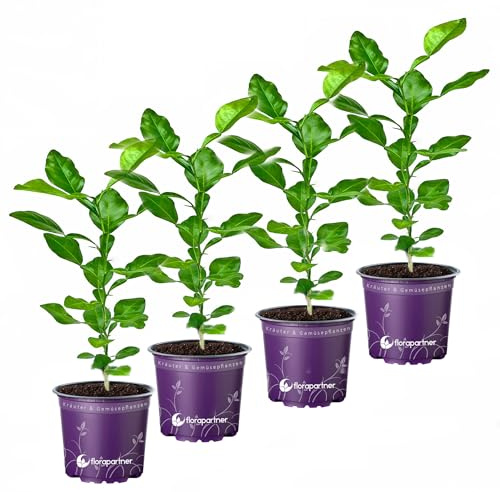 Kaffir-Limette Citrus-hystrix Kaffernlimette 4er-Set