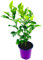 Kaffir-Limette Citrus-hystrix Kaffernlimette 4er-Set