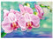 Ideen mit Herz 5D Diamond Painting | Diamant Painting Set | Motiv: 35 x 25 cm | Leinwand: 30 x 40 cm | runde Steinchen | inkl. Zubehör | Verschiedene Bilder zur Auswahl (Orchideen)