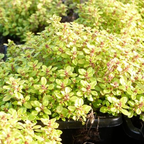 Thymus 'Archer's Gold' - Hardy Lemon Thyme Perennial with Fragrant Golden-Green Foliage - Drought-Resistant Culinary Herb, Bee-Friendly Ground Cover - 1x 1 Litre Pot by Thompson and Morgan