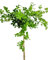 Caragana arborescens 'Pendula' Hänge-Erbsenstrauch Hochstamm 125-150 cm Winterhart Freilandaufzucht