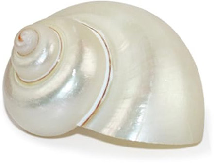 BPABDEITR Grande Coquille Naturelle Coquillages naturels for décoration (6-7 cm)