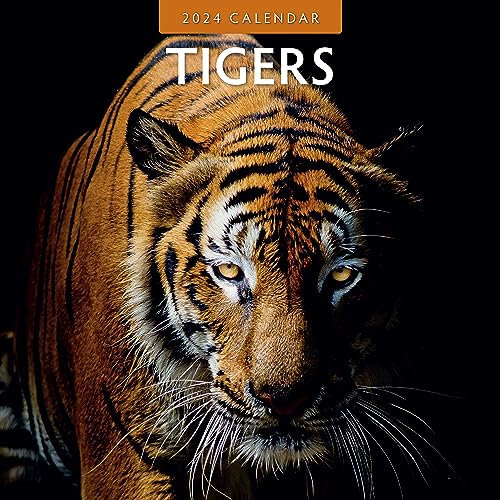 Robin Publishing RR241033 Wandkalender 2024, quadratisch, Tigers