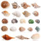 SKOOLOVE 21PCS Einsiedlerkrebs Schalen große Muscheln, Conch Größe 3-10cm, Öffnungsgröße1.2-5cm, meeresmuschel für natürliche Einsiedlerkrebs Lieferungen, große Muscheln für die Dekoration