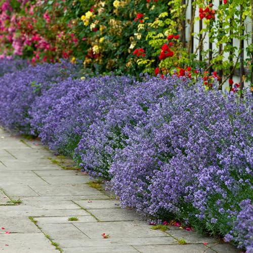YouGarden 12 English Hidcote Lavender Hedging Plants in 9cm Pots, Beautifully Scented Purple Flowers Attracts Bees and Butterflies, Perennial Plants For Garden, English Lavender Plants Outdoor
