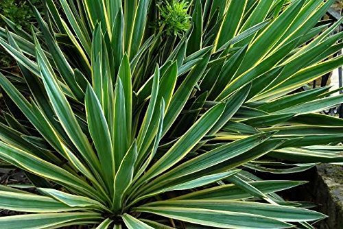 Portal Cool Yucca gloriosa vario 150 semi