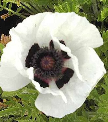 Türkischer Mohn Royal Wedding - Papaver orientale