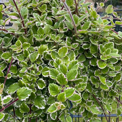 100 pcs plectranthus pflanze samen, kräuterbeet indoor, bio samen kräutergarten indoor, exotische pflanzen blumensamen mehrjährig winterhart, seeds indoor kräutergarten, zimmerpflanzen