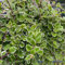 100 pcs plectranthus pflanze samen, kräuterbeet indoor, bio samen kräutergarten indoor, exotische pflanzen blumensamen mehrjährig winterhart, seeds indoor kräutergarten, zimmerpflanzen