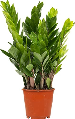 Zamioculcas Zamiifolia | DECOALIVE | Planta ZZ Natural | Planta de Interior +50cm Altura