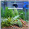SeeShelter Betta Tunnel (durchscheinend klar) – Aquarium-Dekoration – Fischtunnel – 1 Packung