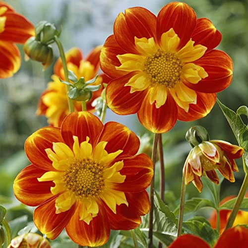 Dahlien Knollen Orange Winterhart Balkonpflanzen Blumenzwiebeln MehrjäHrig Exotische Pflanzen Steingartenpflanzen Winterharte Stauden Garten Blumendeko Pflanzendeko Hochbeete Flowers 3Stück
