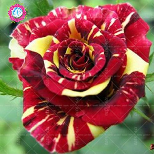 100pcs/bag Schwarz Baccara Hybrid Rose Strauch Blumensamen, frischen exotischen True Blood Rose Blume Pflanze Hausgarten Bonsai Pflanzenset 3