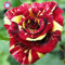 100pcs/bag Schwarz Baccara Hybrid Rose Strauch Blumensamen, frischen exotischen True Blood Rose Blume Pflanze Hausgarten Bonsai Pflanzenset 3