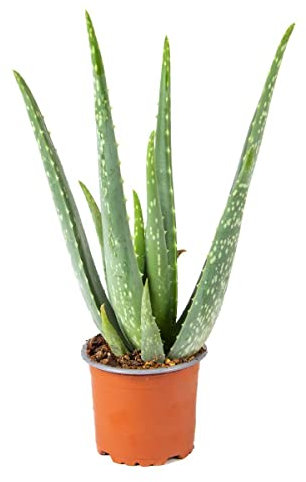 Bloomique - Aloe Vera Pflanze - Zimmerpflanzen - Sukkulenten - Sehr Pflegeleicht - Höhe 25-35 cm - Topf 10,5 cm