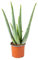 Bloomique - Aloe Vera Pflanze - Zimmerpflanzen - Sukkulenten - Sehr Pflegeleicht - Höhe 25-35 cm - Topf 10,5 cm