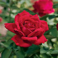 Pianta di ROSA A CESPUGLIO Rosso Vellutato IN VASO 18 AMDGarden