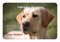 Merchandise for Fans Warnschild - Schild 20x30cm Motiv: Labrador Retriever Security (04)