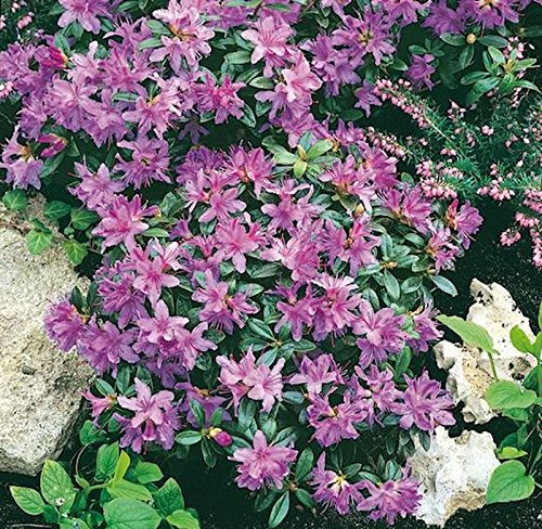 Zwerg Rhododendron Moerheim 30-40cm - Rhododendron impeditum - Zwerg Alpenrose - Gartenpflanze